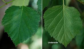 Attēlu rezultāti vaicājumam “Oenothera rubricauli leaf”