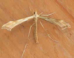 Attēlu rezultāti vaicājumam “Gillmeria pallidactyla”