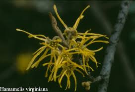 Attēlu rezultāti vaicājumam “Hamamelis virginiana flower”