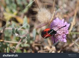 Attēlu rezultāti vaicājumam “Zygaena minos”