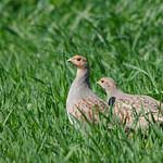Attēlu rezultāti vaicājumam “Perdix perdix adult”