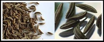 Attēlu rezultāti vaicājumam “Carum carvi”