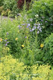 Attēlu rezultāti vaicājumam “Polemonium caeruleum bud”