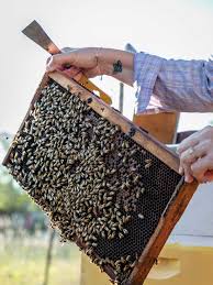 Image result for Boccia In Epsom & Ewell (Bees)