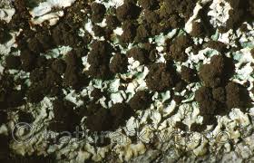 Attēlu rezultāti vaicājumam “Lobaria amplissima”