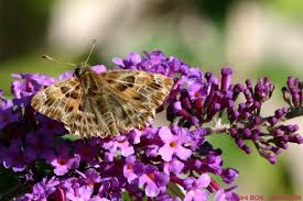 Attēlu rezultāti vaicājumam “Carcharodus floccifera underside”