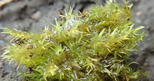 Attēlu rezultāti vaicājumam “Eucladium verticillatum”