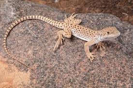 Attēlu rezultāti vaicājumam “Badhamia versicolor sessile”