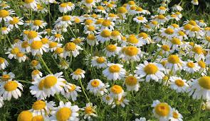 Attēlu rezultāti vaicājumam “Matricaria chamomilla”