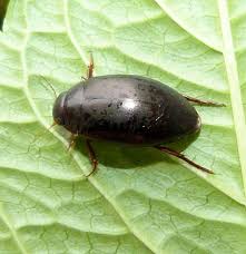 Attēlu rezultāti vaicājumam “Ilybius sp.”