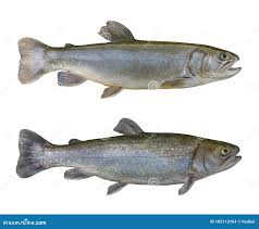 Image result for Salvelinus confluentus