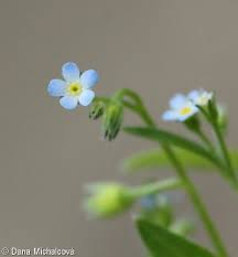 Attēlu rezultāti vaicājumam “Myosotis sparsiflora flower”