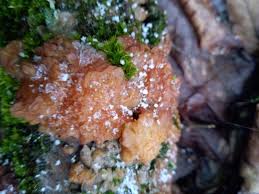 Attēlu rezultāti vaicājumam “Exidia repanda”