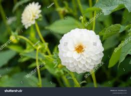 Image result for Dahlia `Snowflake`