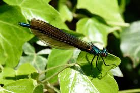 Attēlu rezultāti vaicājumam “Calopteryx virgo female”