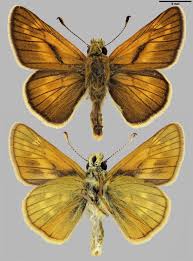 Attēlu rezultāti vaicājumam “Ochlodes sylvanus”