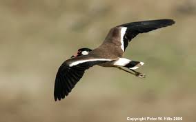 Attēlu rezultāti vaicājumam “Vanellus vanellus adult”