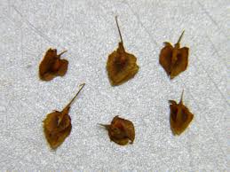 Attēlu rezultāti vaicājumam “Rumex aquaticus fruit”