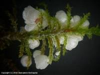 Attēlu rezultāti vaicājumam “Rimbachia neckerae”