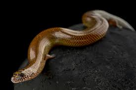 Attēlu rezultāti vaicājumam “Lycogala convexum”