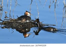 Attēlu rezultāti vaicājumam “Podiceps cristatus nest”