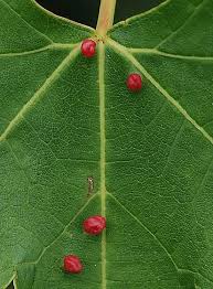 Attēlu rezultāti vaicājumam “Vasates quadripedes”