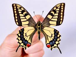 Attēlu rezultāti vaicājumam “Papilio machaon”