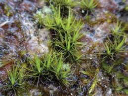 Attēlu rezultāti vaicājumam “Octospora splachnophila”