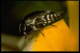 Attēlu rezultāti vaicājumam “Mordellidae”