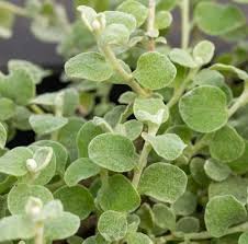 Image result for Helichrysum lindleyii