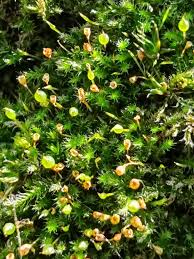 Attēlu rezultāti vaicājumam “Seligeria pusilla”