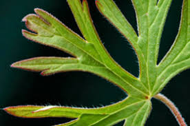 Attēlu rezultāti vaicājumam “Geranium dissectum leaf”