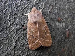 Attēlu rezultāti vaicājumam “Orthosia cerasi”