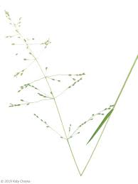 Attēlu rezultāti vaicājumam “Poa remota leaf”