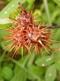 Attēlu rezultāti vaicājumam “Diplolepis bicolor”