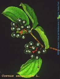 Attēlu rezultāti vaicājumam “Cornus sanguinea fruit”