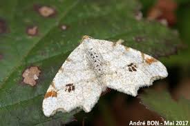 Attēlu rezultāti vaicājumam “Macaria notata”