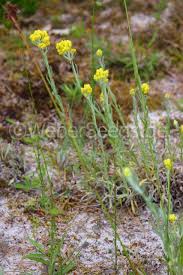 Attēlu rezultāti vaicājumam “Helichrysum arenarium leaf”