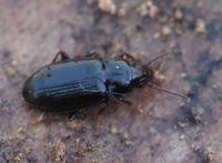 Attēlu rezultāti vaicājumam “Tachyta nana”