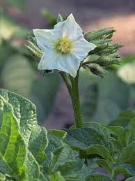 Attēlu rezultāti vaicājumam “Solanum tuberosum flower”