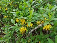Attēlu rezultāti vaicājumam “Forsythia viridissima”