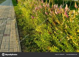 Attēlu rezultāti vaicājumam “Spiraea salicifolia”