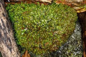 Attēlu rezultāti vaicājumam “Scapania undulata”