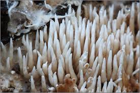 Attēlu rezultāti vaicājumam “Hydnocristella himantia”