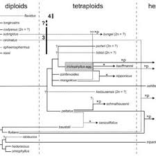 Attēlu rezultāti vaicājumam “Batrachium circinatum flower”