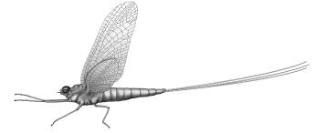 Attēlu rezultāti vaicājumam “Ephemeroptera”