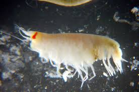 Attēlu rezultāti vaicājumam “Amphipoda”