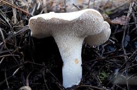 Attēlu rezultāti vaicājumam “Hydnum repandum”