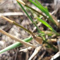 Attēlu rezultāti vaicājumam “Oecetis ochracea”