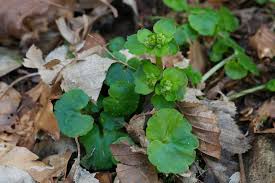 Attēlu rezultāti vaicājumam “Chrysosplenium alternifolium leaf”